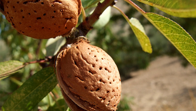 бадемово мляко