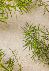 Почистващ гел за лице Чаено дърво 250 ml