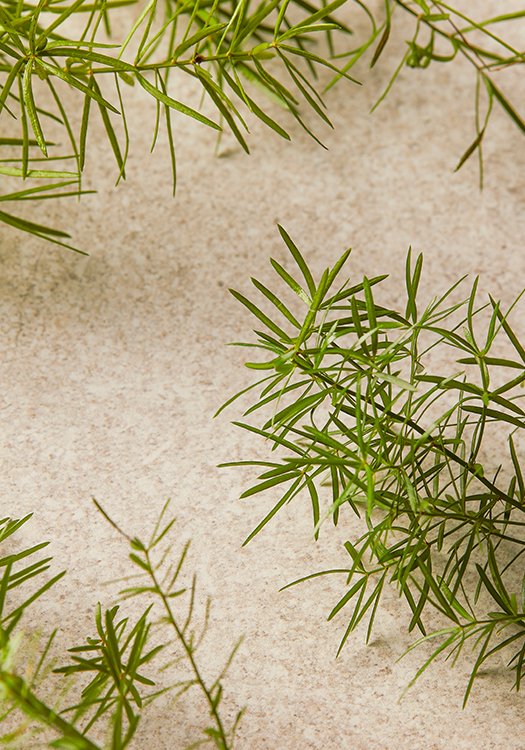 Почистващ гел за лице Чаено дърво 250 ml