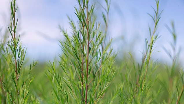 масло от чаено дърво