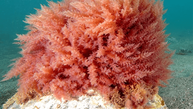 червени водорасли