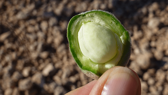 бадемово мляко