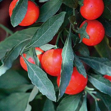 опъната кожа