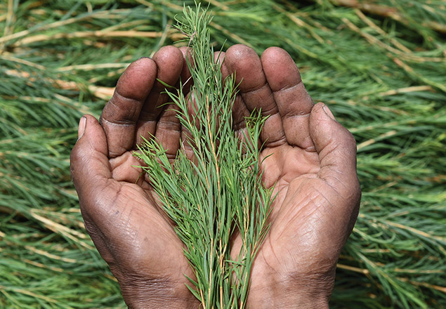 масло от чаено дърво