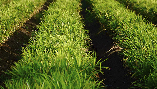 джинджифил