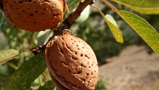 бадемово мляко