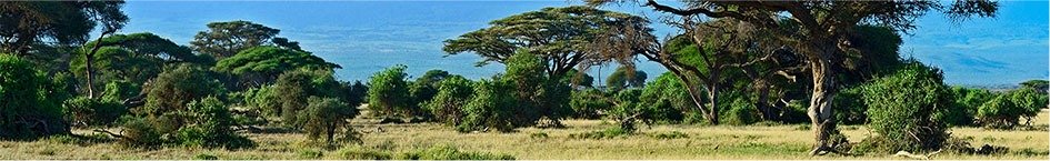 чаено дърво