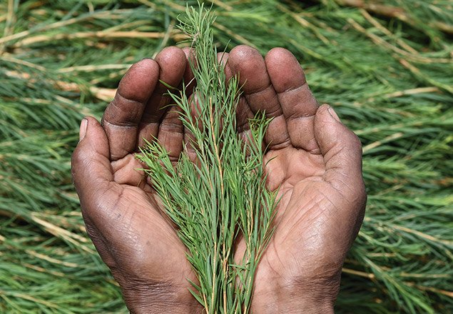 масло от чаено дърво